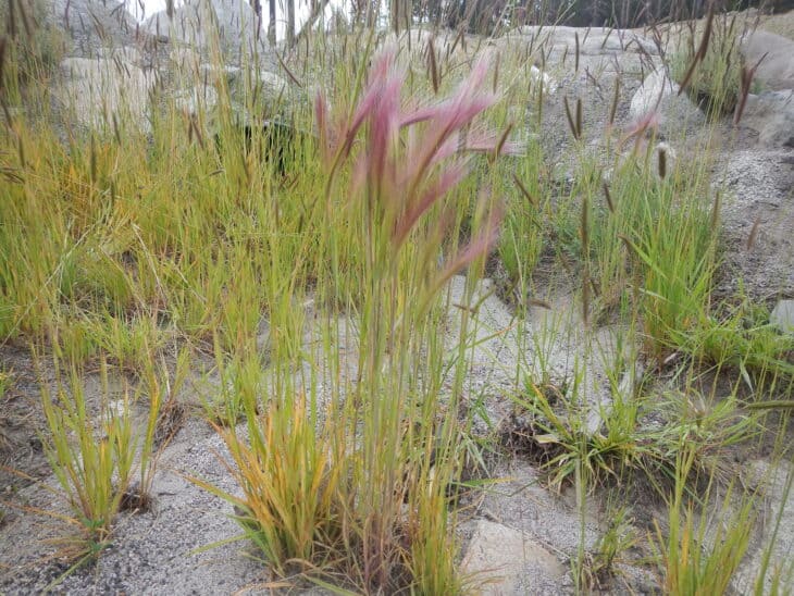 Foxtail Barley (Hordeum jubatum)