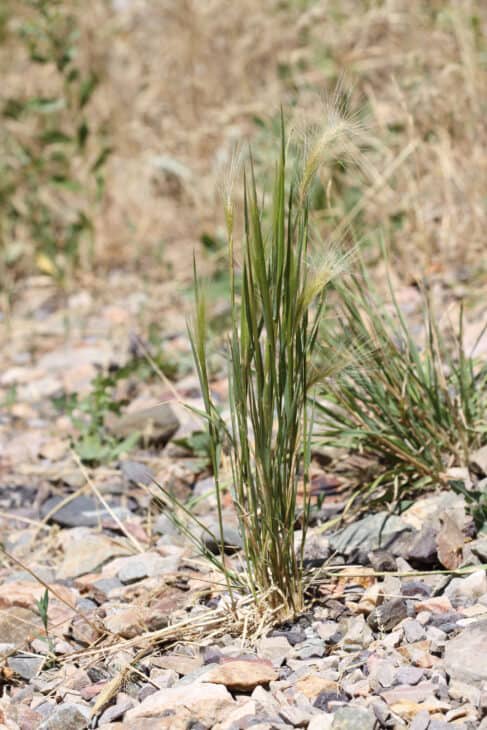Foxtail Barley (Hordeum jubatum)