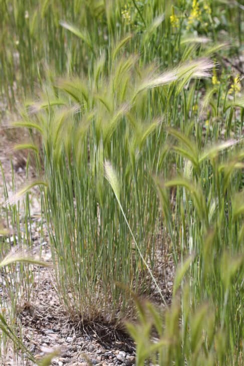 Foxtail Barley (Hordeum jubatum)