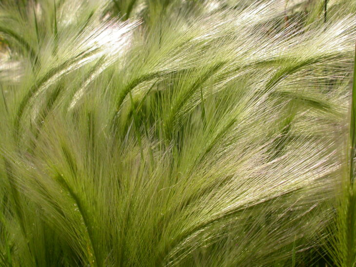 Foxtail Barley (Hordeum jubatum)