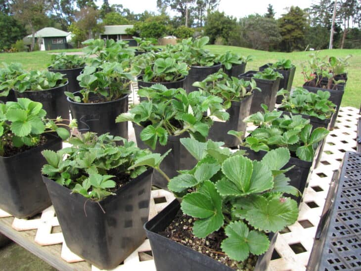 Fragaria x ananassa