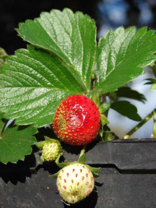 Fragaria x ananassa