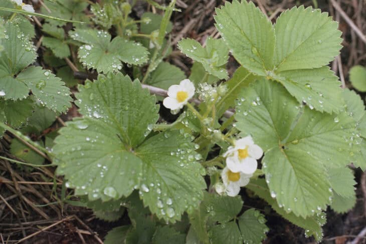 Fragaria x ananassa