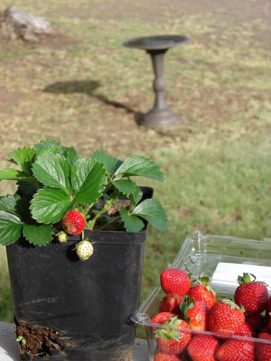 Fragaria x ananassa