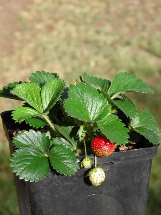 Fragaria x ananassa
