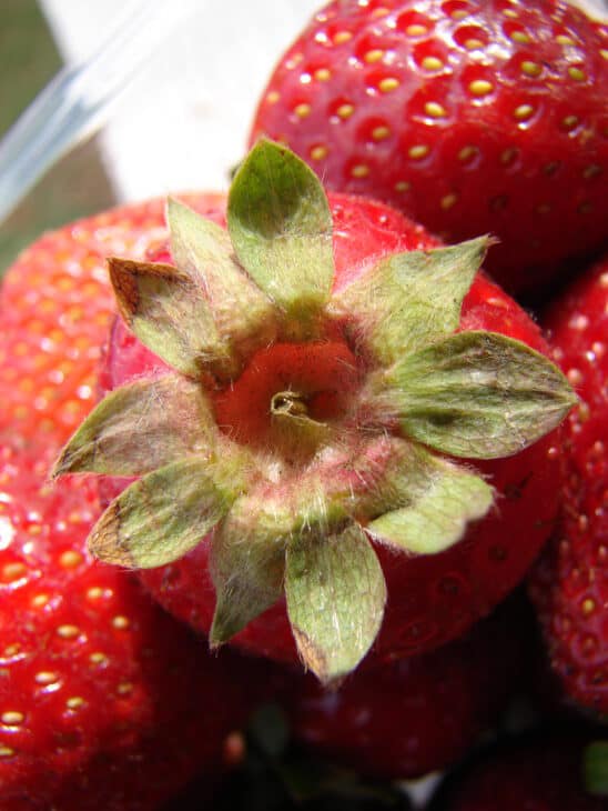 Fragaria x ananassa