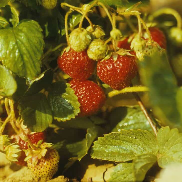 Fragaria x ananassa