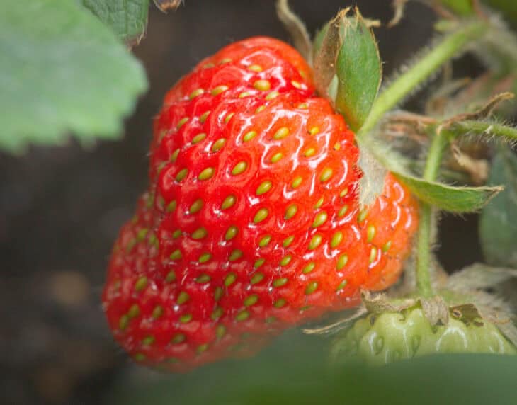 Fragaria x ananassa