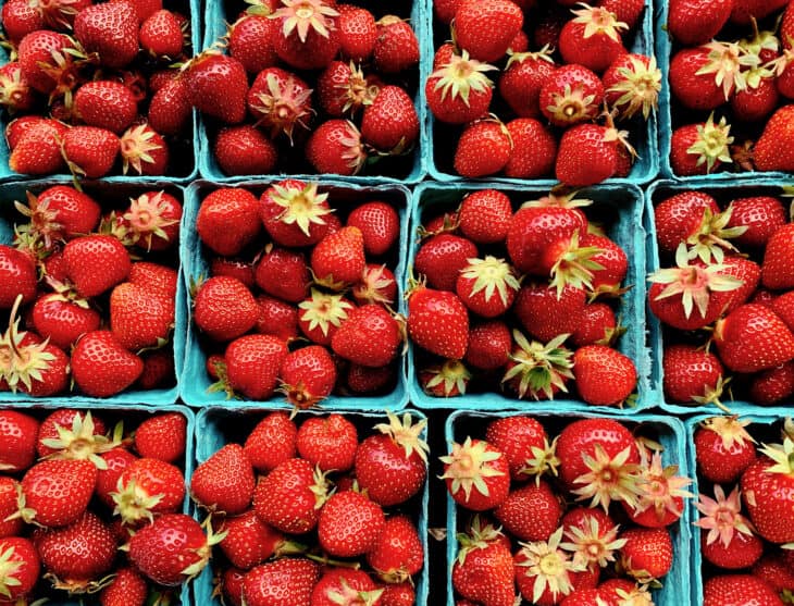Fragaria x ananassa