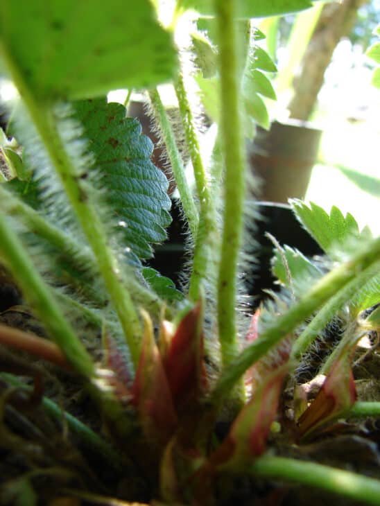Fragaria x ananassa