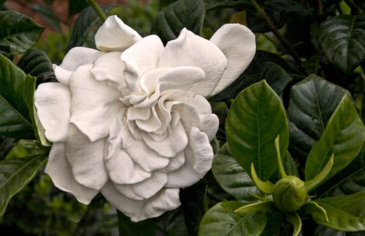Gardenia