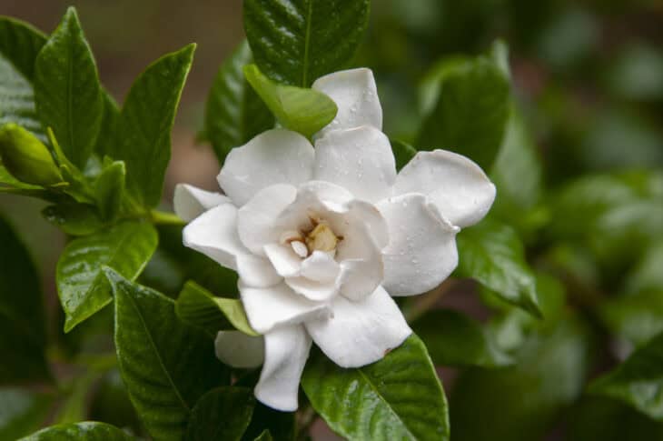 Gardenia
