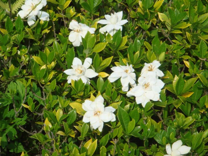 Gardenia
