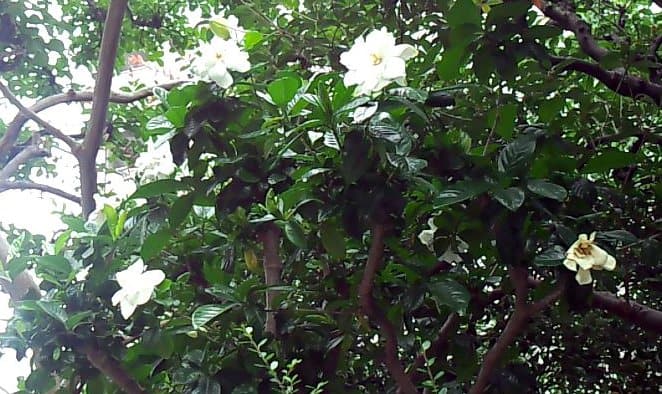Gardenia
