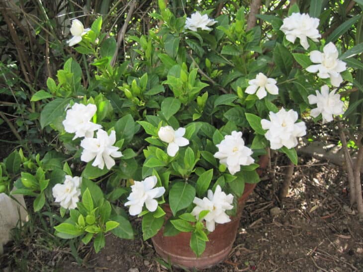 Gardenia
