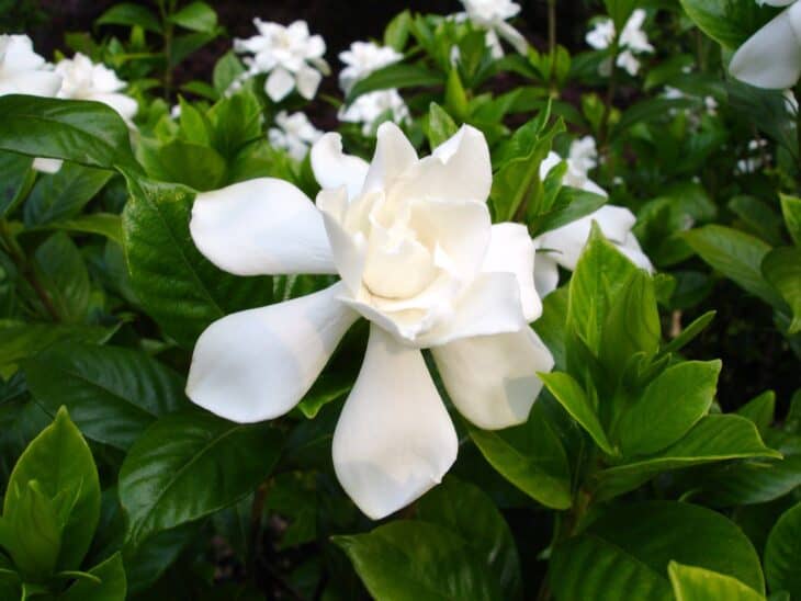 Gardenia