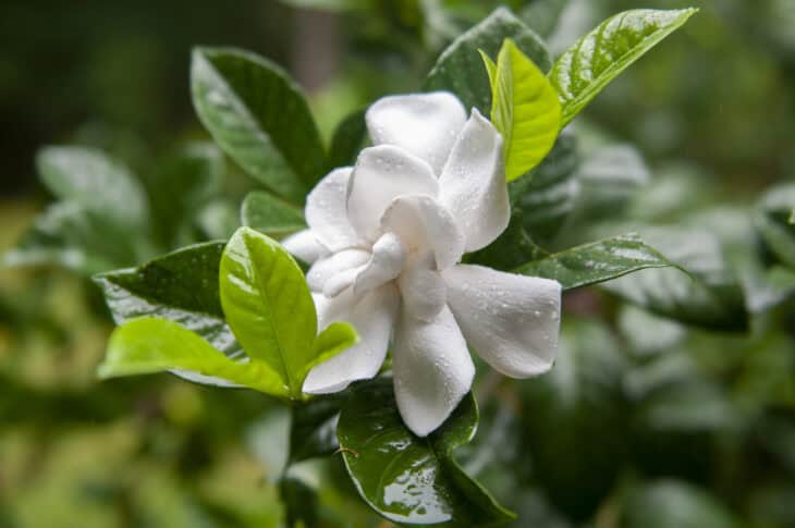 Gardenia