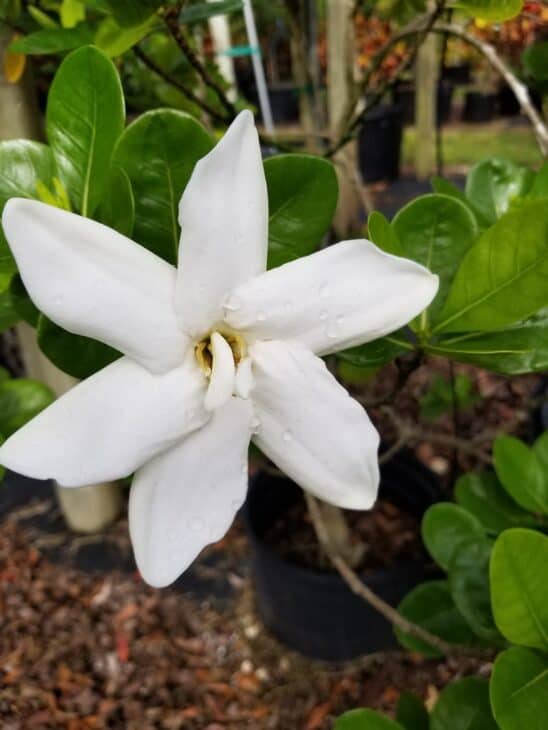 Gardenia