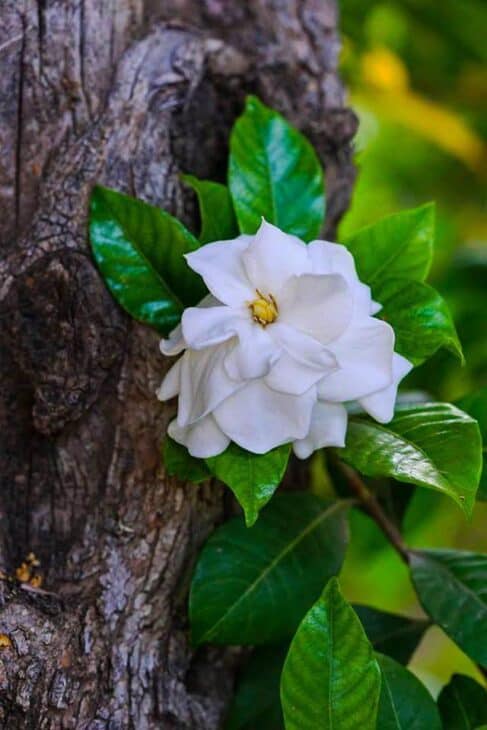 Gardenia
