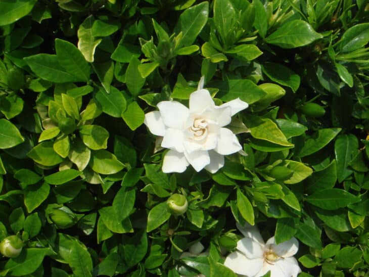Gardenia