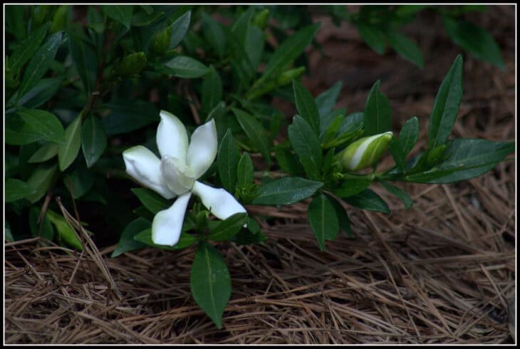 Gardenia