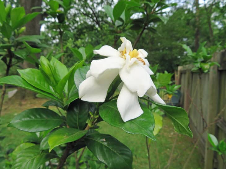 Gardenia