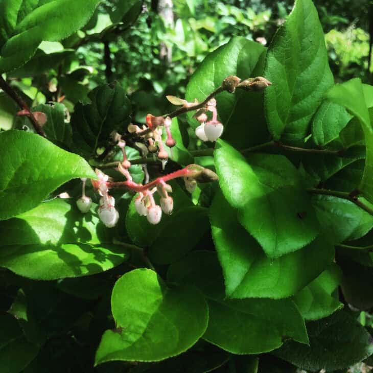 Gaultheria shallon