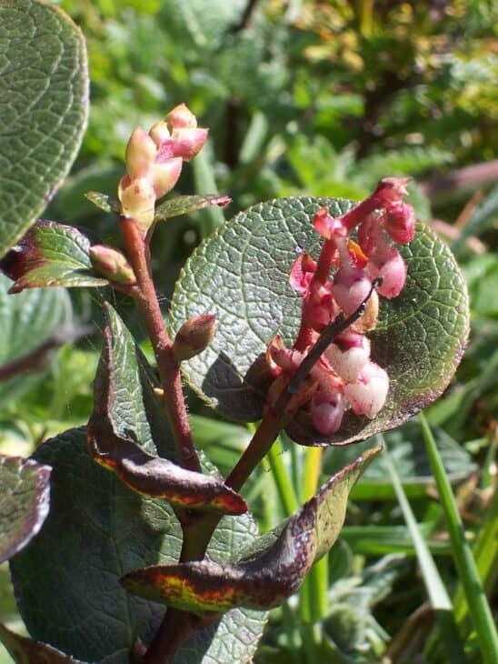 Gaultheria shallon