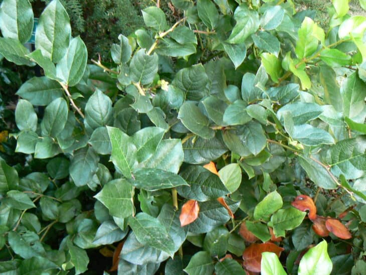 Gaultheria shallon
