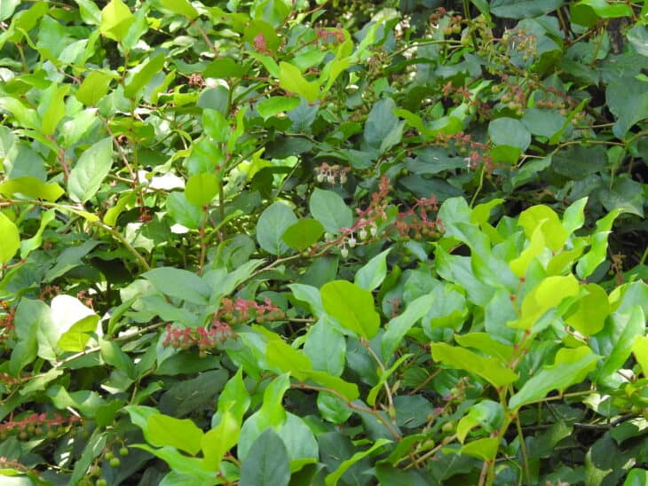 Gaultheria shallon