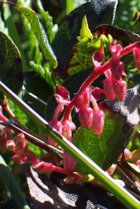 Gaultheria shallon