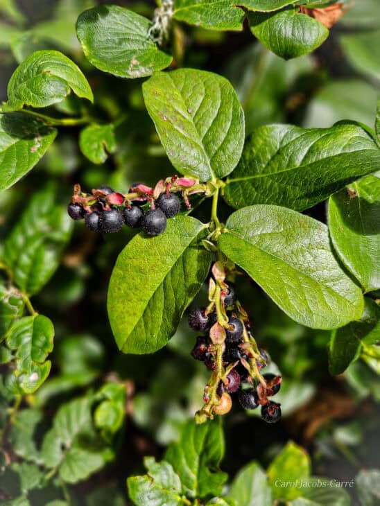 Gaultheria shallon