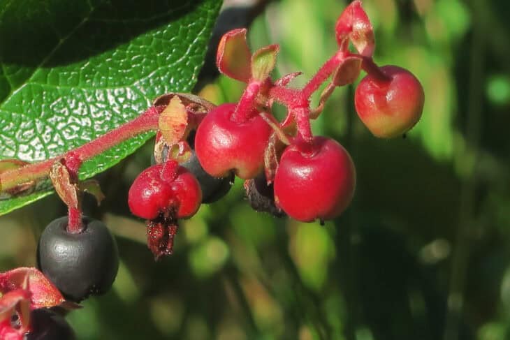 Gaultheria shallon