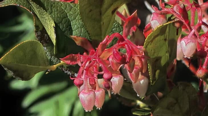 Gaultheria shallon