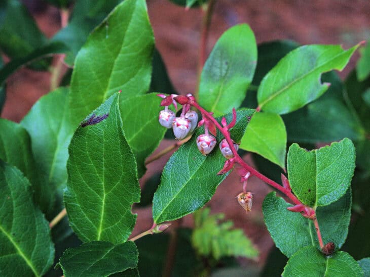 Gaultheria shallon