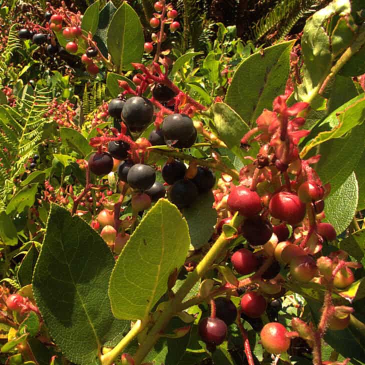 Gaultheria shallon