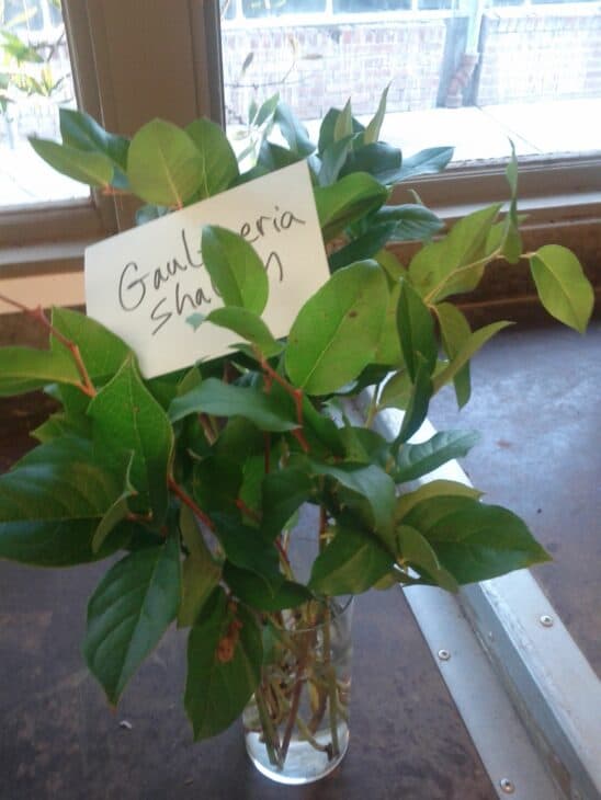 Gaultheria shallon