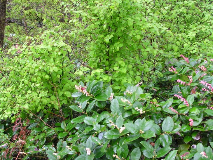 Gaultheria shallon