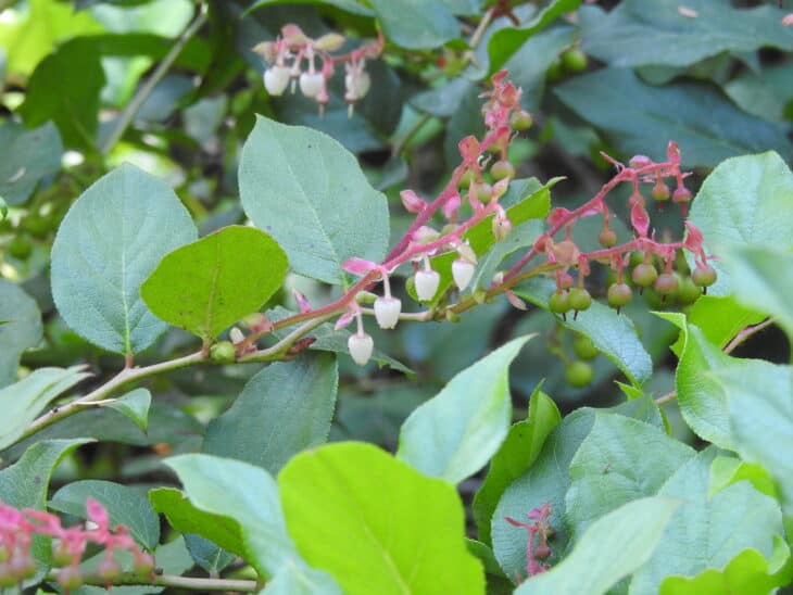 Gaultheria shallon
