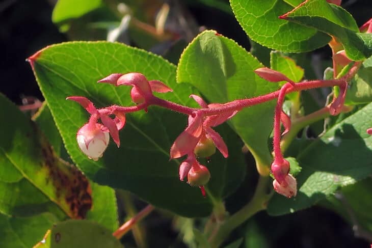 Gaultheria shallon