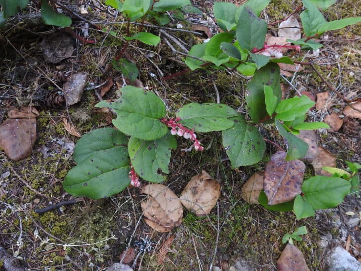 Gaultheria shallon