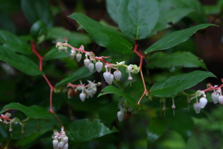 Gaultheria shallon