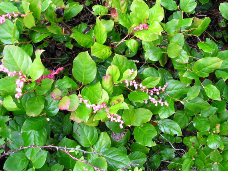 Gaultheria shallon