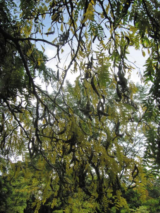 Gleditsia japonica
