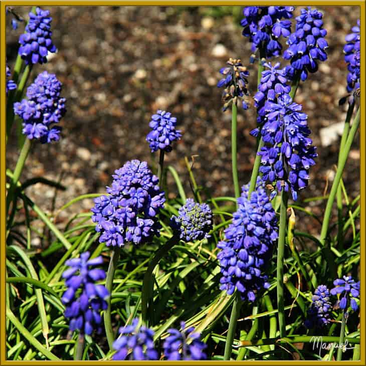 Grape Hyacinth (Muscari armeniacum)