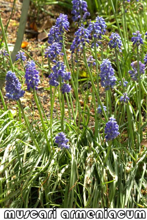 Grape Hyacinth (Muscari armeniacum)