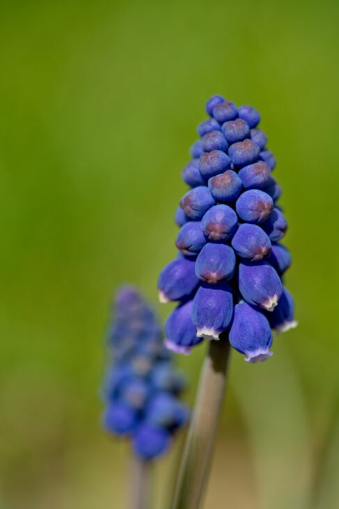 Grape Hyacinth (Muscari armeniacum)