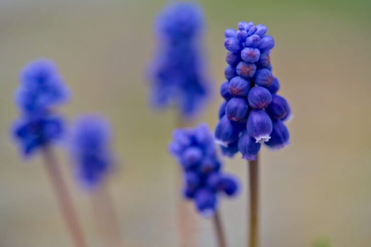 Grape Hyacinth (Muscari armeniacum)