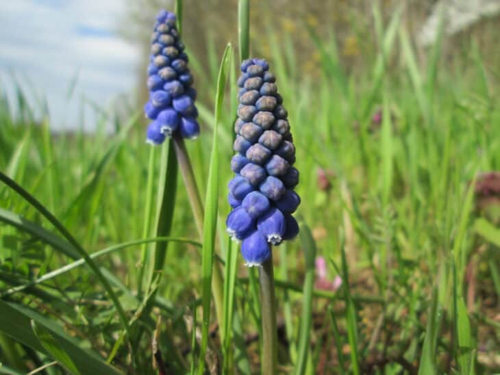 Grape Hyacinth (Muscari armeniacum)