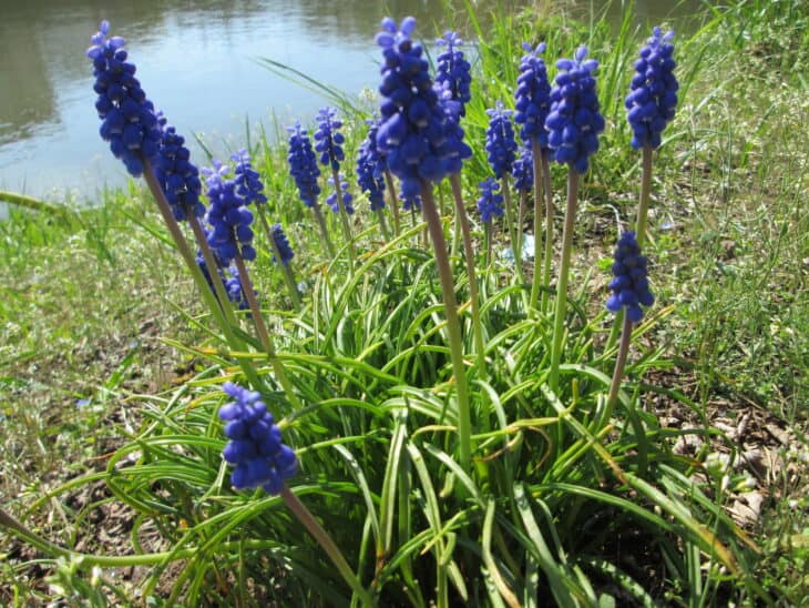 Grape Hyacinth (Muscari armeniacum)